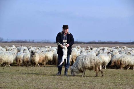 Mioriţă cu tăntălăi: Un cioban e revoltat că poliţiştii îi scapă pe hoţii care-l prădează de oi